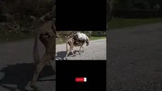 DONKEY IN JAMAICA CARRYING LOAD 🇯🇲 #shorts #jamaica #donkey #offgrid