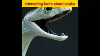 interesting facts about snake #shorts #facts