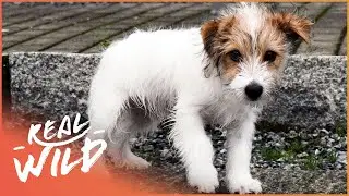 The Life Of An Abandoned Puppy | For The Love Of Dogs