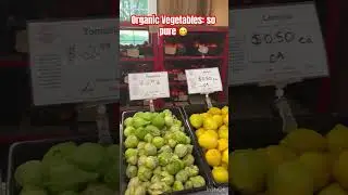 Organic vegetables at USA Farm | #usa #bihar #organic #vegetables