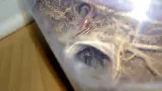 Rehousing my Sydney Brown Trapdoor Spider