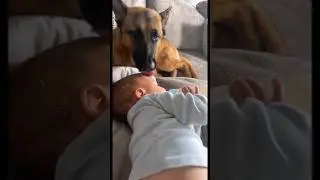 Amazing dogs babysit their baby brothers #amazing #animals #dogs #baby #shortsfeed