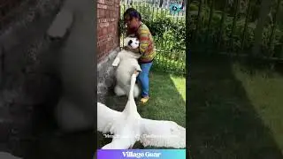 Dog Picked a Fight with a GOOSE & Lost! 😂 Goose Gang for Life! 🦢 #funnydog #gooseattack #epicfail