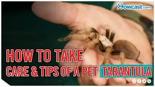 How to take care and tips of a pet Tarantula