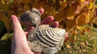 Late Cretaceous Fossil Bivalve, Inoceramus vancouverensis, Hornby Island
