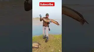 Monster size snakehead Murrell fishing videos Deccan Shikari #shorts #fishing #snakeheadhunting