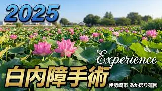 【あかぼり蓮園と伊与久沼の蓮の映像で白内障手術経験談】2025年6月29日の早朝に撮影　群馬県伊勢崎市