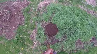 Oops! Winter Rye Grass Out Of Control In The Garden Beds And What To Do - Simply Garden