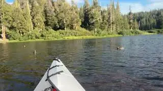 Kayak thru Mallard ducks with Biscuit the Brussels Ewok and Perry,  Mammoth Lakes #californialake
