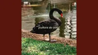 Websexo (A Nova Moda)