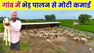 गांव में रह कर शुरू किया भेड़ पालन ll Sheep Farm ll Sheep Farming ll Sheep Farm Business