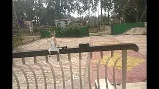 Dance