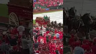 Budweiser Clydesdales opening day Bush Stadium, St. Louis Cardinals. #stlcardinals #Clydesdale&rsquo;s ￼
