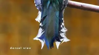 The serrated tail of the Cuban Trogon  4K