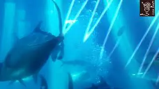 fbd017 - Hille - No Snorkel
