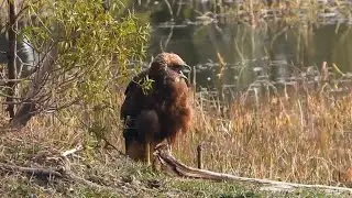 Western Marsh Harrier baby calling