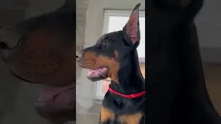 European doberman puppies - For sale - Female, 3 months old