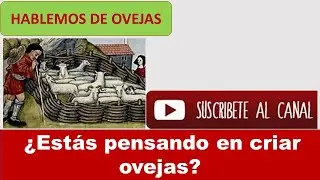 9- ¿ESTAS PENSANDO EN CRIAR OVEJAS?