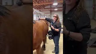 The Right Fit Equine, Red Laser demonstration on ZIVA