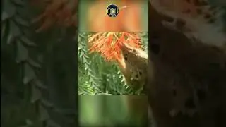 Поссум-медоед (хоботно головый кускус, пяткоход, нулбенгер или сумчатый медоед) (@infackts)