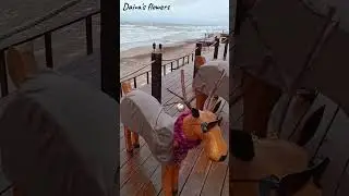 Prie jūros. II Melnragė. 2024 sausis. Вылазка к морю, в кой-то веки 😂🤭
