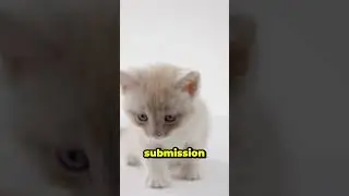 Why Cats Cover Their Poop 😮 | Wild Instinct or Just Cleanliness? #videoviral #viralvideo #shorts