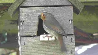 Robins nesting in my garden Spring 2022