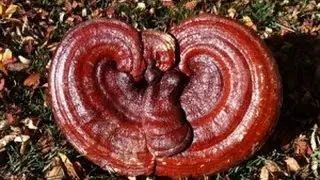 What Is Reishi Spore Oil? | Duanwood Reishi Spore Oil