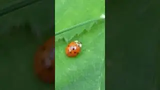 Harlequin Ladybird - Harmonia axyridis - As&iacute;ubjalla - Mar&iacute;uh&aelig;na - Skord&yacute;r