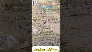Jawaki hunting season village ducks hunting Canada slingshot hunting with Springer airgun Pakistani