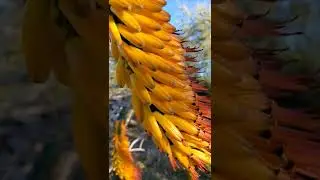 22-03-06 - Aloe marlothii - (Mountain Aloe), bloom