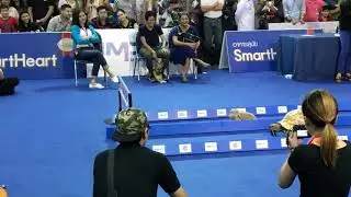 turtle vs rabbit real race @funnyShorts