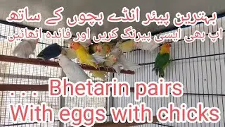 visit M.A Avairy setup bhetarin pairs #nexus #khurram #youtube #b4 birds#lovebirds #all birds