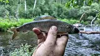 Рыбалка на хариуса на горной реке. Хариус на мушку.