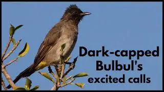 DARK-CAPPED BULBUL'S excited calls