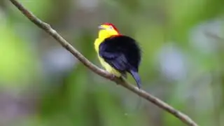 Rabo de arame_(Pipra filicauda)_ Novo Air&atilde;o_AM 3U1A9214