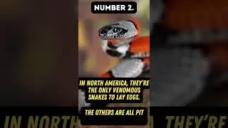 Meet the Venomous Beauty: Top 5 Amazing Coral Snake Facts! #shorts  #amazingfacts