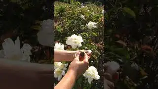The most calming essential oil roll on blend.