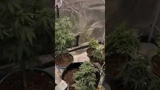 Bag of weed anyone #education #foryou #fypyoutube #documentary #cannabiseducation #music #comedy