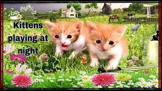 Kittens playing with laptop at night,🥰 cute cat companions❤️😘