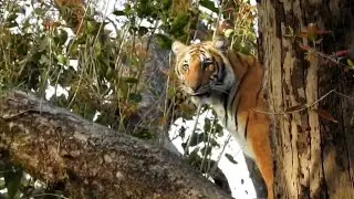 जंगल का राजा पेड़ पर!🐯🌳कार्बेट में टाइगर का ट्री एडवेंचर, पर्यटकों को दिए हैरान कर देने वाले पोज!