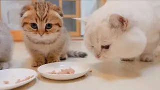 The kitten was too kind when feeding the gluttonous daddy cat!