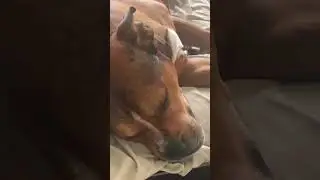 Dreaming pitbull