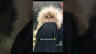 #bruchimichis 😹