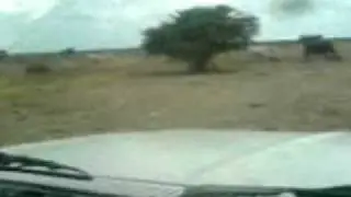 malec&ograve;n en mazatl&aacute;n,sin.dando de comer al ganado