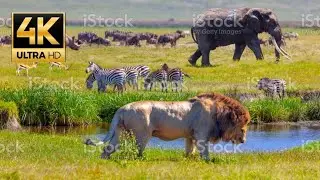 4K Ultra HD ||  Elephant ,lion,Asian wildlife Animals | Real sound ||wildlife part -5