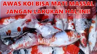 KESALAHAN FATAL BISA BIKIN KOI MATI MASSAL | VLOG PERAWATAN KOLAM