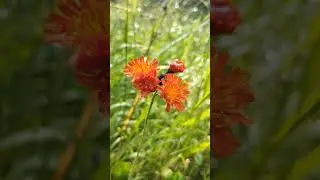 Irish Wildflowers: Fox-and-cubs
