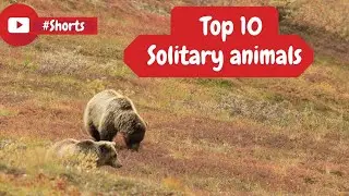 Top 10 solitary animals in the world #shorts #solitary animals