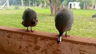 chegaram os filhotes de galinha de Angola